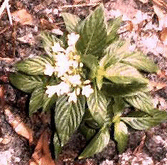 Baby White Pentas