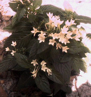 White Pentas