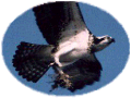 Osprey in Flight