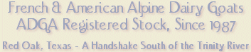 French & American Alpine Dairy Goats