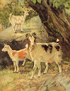 Three Goats