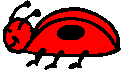 ladybug