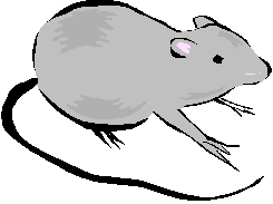 gray mouse stuffy