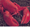 Lobster