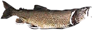 Maine Togue
