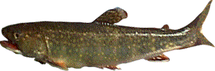 Native Brookie