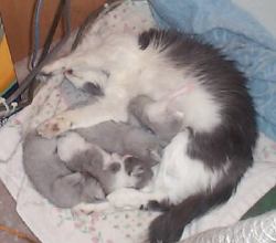 Chloe and her babies