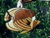 Fish Plaque Thumbnail Picture