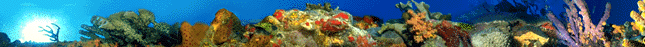 coral.gif (25963 bytes)