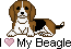 beagle