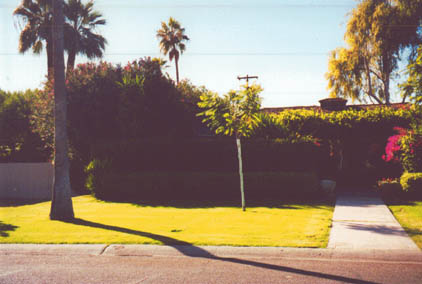 Left view, showing remaining palm tree