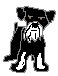 lily1g.gif (608 bytes)