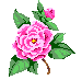 camellia