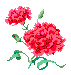 carnation