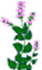 mc2_catnip