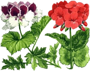 WW133