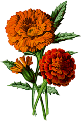 WW165