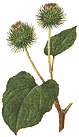wild35