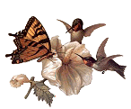 hummingbutter