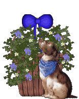 The Site Fights Blooming Baskets