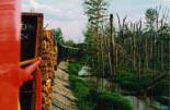 luxswamp