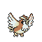 Pidgey