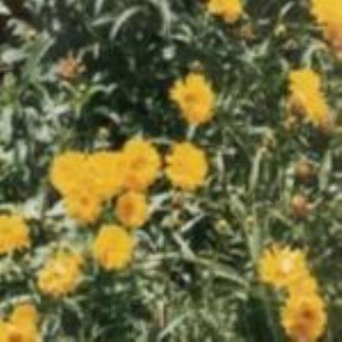 Coreopsis
