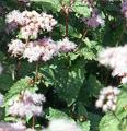  growing Hardy ageratum