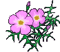 flowering pot