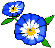 blooming