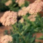  growing sedum