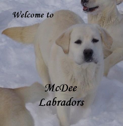 Welcome to McDee Labradors