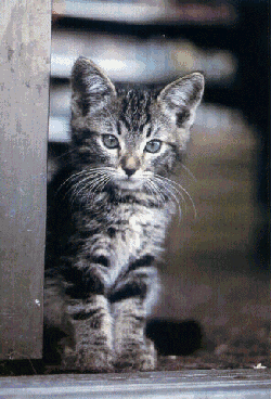 [kitten]