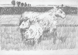 sheep drawing 3