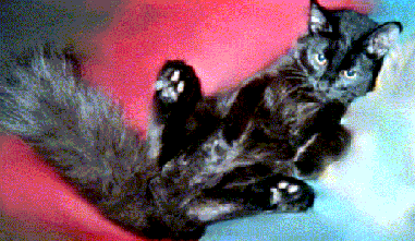 Zelda, the handsome MALE cat