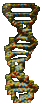 The Double Helix