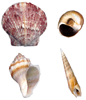 Shells