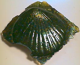 glass shell