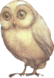 Send Me An Owl