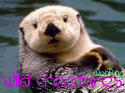 wild_07.gif (19478 bytes)