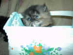 JRsnewtortie0108182002.JPG (70948 bytes)