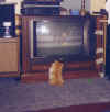 Simba Watching Ice Skating (1).jpg (31399 bytes)