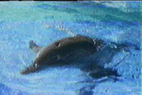 Delphinidae = Dolphins