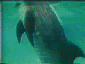 dolphinjump.gif