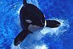 shamu.gif