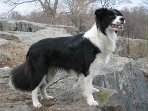 Metku at the age of one year (photo by S. Saarinen)