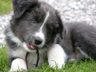 9 weeks old