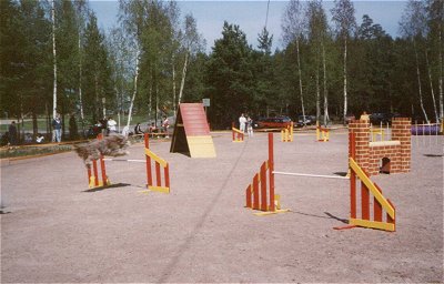 Nuppu loves agility