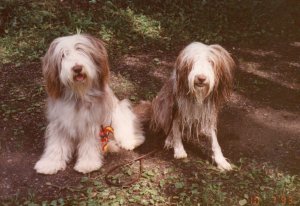 The twins Belle and Nuppu