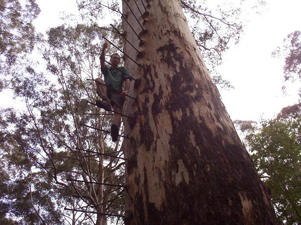 Climbing the Gloucester Tree
